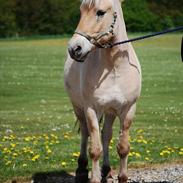 Fjordhest Gullak Tidselbjerg