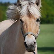 Fjordhest Gullak Tidselbjerg