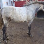 Anden særlig race wild jack daniels