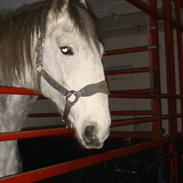 Anden særlig race wild jack daniels