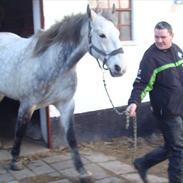 Anden særlig race wild jack daniels
