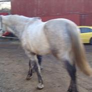 Anden særlig race wild jack daniels