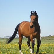 Dansk Varmblod Alanzo