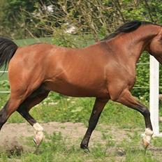 Arabisk fuldblod (OX) Seral
