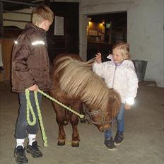 Shetlænder Hr. Asterix (Møllegaards Iceman)