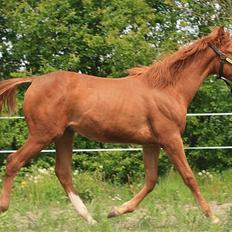 Arabisk fuldblod (OX) BS Tornado