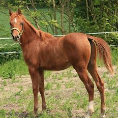 Arabisk fuldblod (OX) BS Tornado