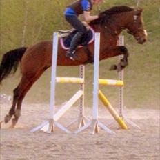 Anden særlig race Christiansejes Peanut