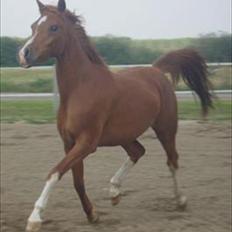 Arabisk fuldblod (OX) Cody Makida D