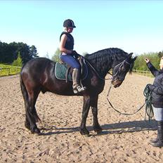 Anden særlig race Zafir( SOLGT)