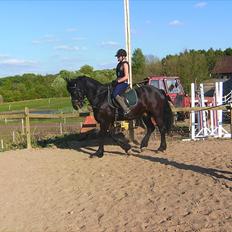 Anden særlig race Zafir( SOLGT)