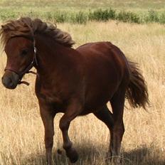 Shetlænder Markeslevgårds Sherley