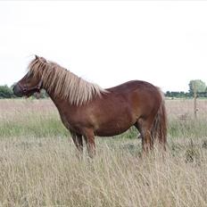 Shetlænder Markeslevgårds Sherley