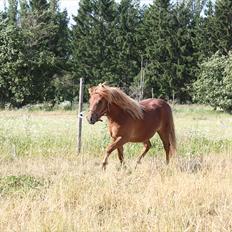 Shetlænder Markeslevgårds Sherley