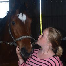 Dansk Varmblod De Soto