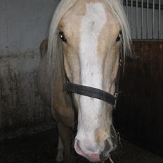 Lusitano Emigrante