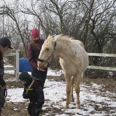 Lusitano Emigrante