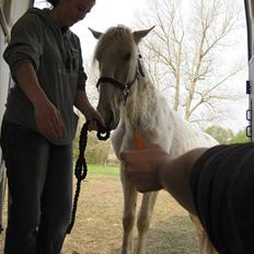 Lusitano Emigrante