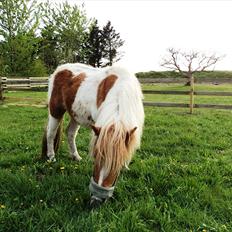 Shetlænder Mathilde