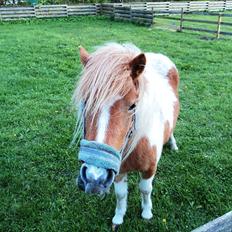 Shetlænder Mathilde
