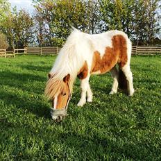 Shetlænder Mathilde