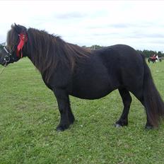 Shetlænder Sønderskovs Didde