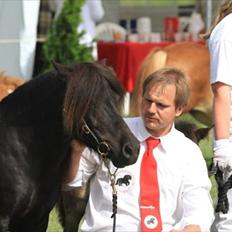 Shetlænder Sønderskovs Didde