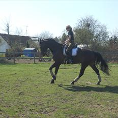 Dansk Varmblod Webster (solgt)