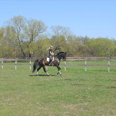 Dansk Varmblod Webster (solgt)