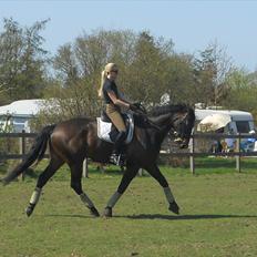 Dansk Varmblod Webster (solgt)