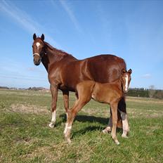 Dansk Varmblod Cosmopolitan