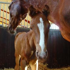 Dansk Varmblod Cosmopolitan