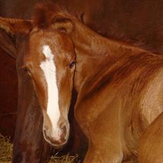 Dansk Varmblod Cosmopolitan