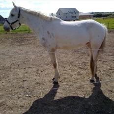 Knabstrupper Coco's Flying Fairytail