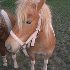 Shetlænder Sille<3