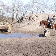 New Forest Hokus Pokus 2