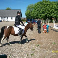 Anden særlig race Sabi 