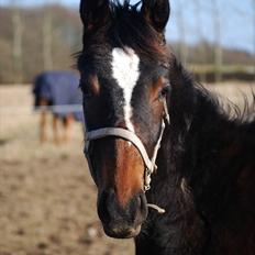 Dansk Varmblod Donna star