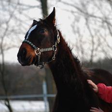 Dansk Varmblod Donna star