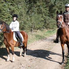 Welsh Mountain (sec A) greukes tari