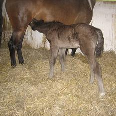 Anden særlig race A Sunday Surprice (solgt)