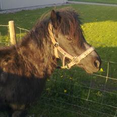 Anden særlig race Antos Kandis