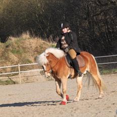 Tyroler Haflinger Navarro (solgt)