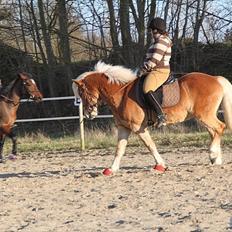 Tyroler Haflinger Navarro (solgt)