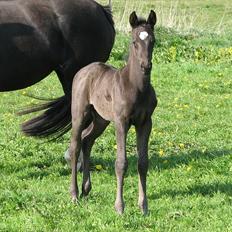 Dansk Varmblod Pontus