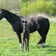 Dansk Varmblod Pontus