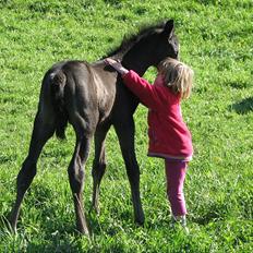 Dansk Varmblod Pontus