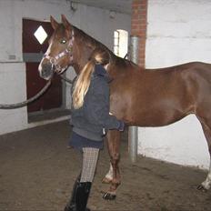 Tysk Sportspony princess