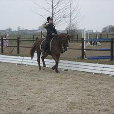 Tysk Sportspony princess