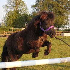 Shetlænder CIRKELINE